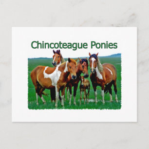 Chincoteague Ponies (family) Postcard