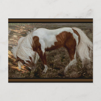 Chincoteague Pony PC Postcard