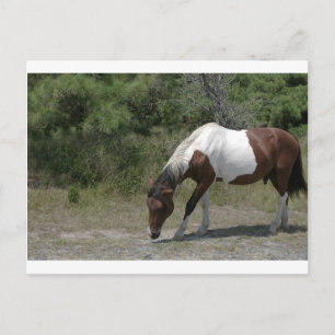 Chincoteague Pony Postcard