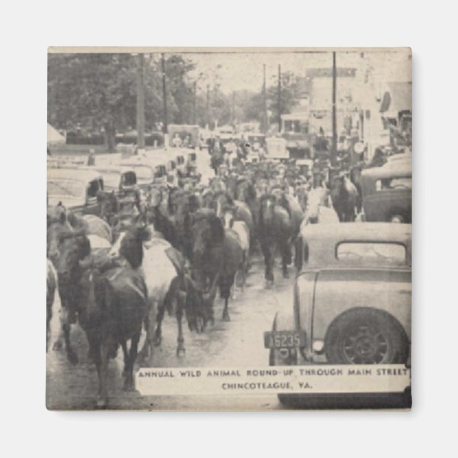 Chincoteague Pony Vintage 1941 Postcard Magnet (Front)