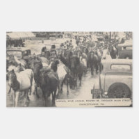 Chincoteague Pony Vintage 1941 Postcard