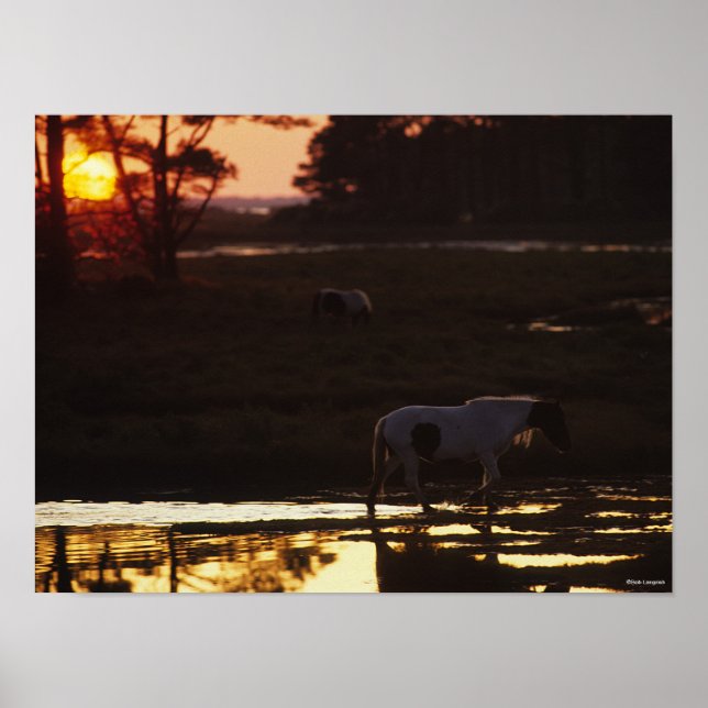 Chincoteague Walking in Water At Sunset Poster (Front)