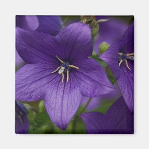 Chinese Bellflower Magnet