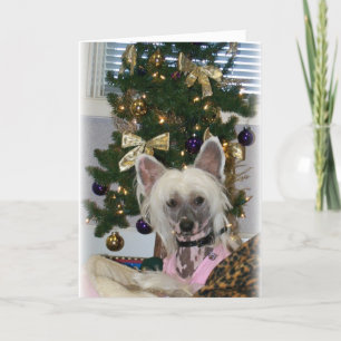 Chinese Crested Christmas Card