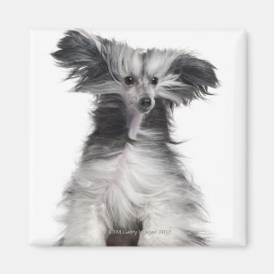 Chinese Crested Dog (15 months old) in the wind Magnet
