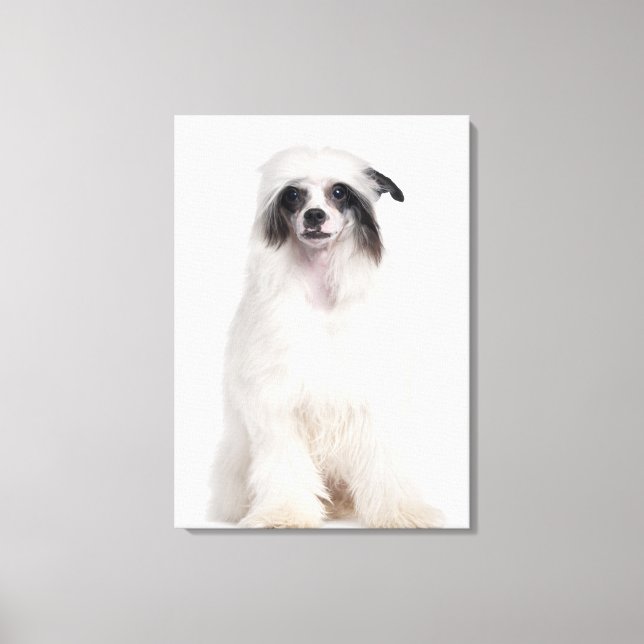 Chinese Crested Dog (7 months old) Canvas Print (Front)