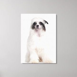 Chinese Crested Dog (7 months old) Canvas Print