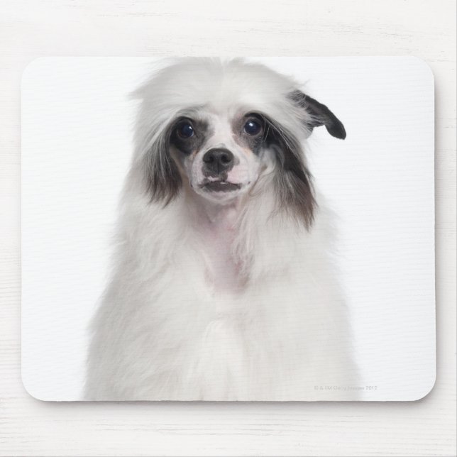Chinese Crested Dog (7 months old) Mouse Pad (Front)
