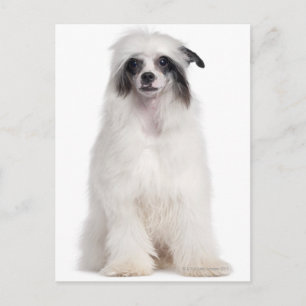 Chinese Crested Dog (7 months old) Postcard