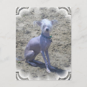 Chinese Crested Dog Postcard