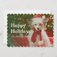 Chinese Crested Dog sitting in basket decorated