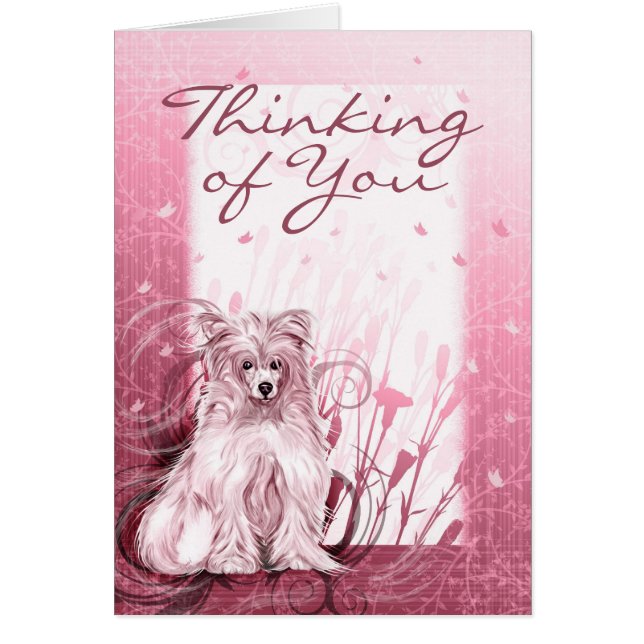 Chinese Crested Pink (Front)