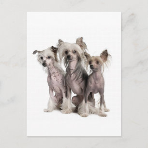 Chinese Crested Postcard