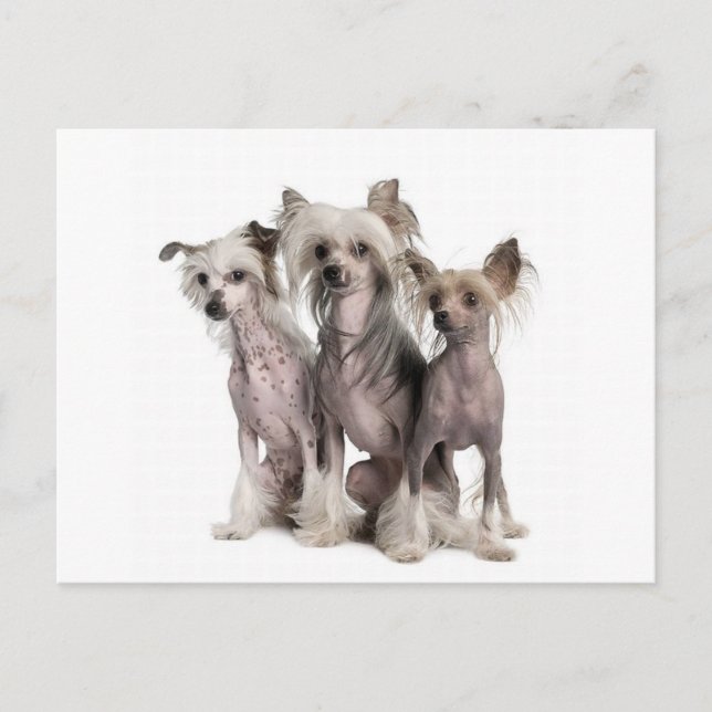 Chinese Crested Postcard (Front)