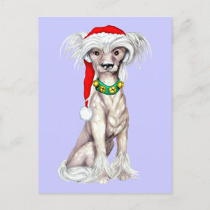 Chinese Crested Santa Holiday Postcard