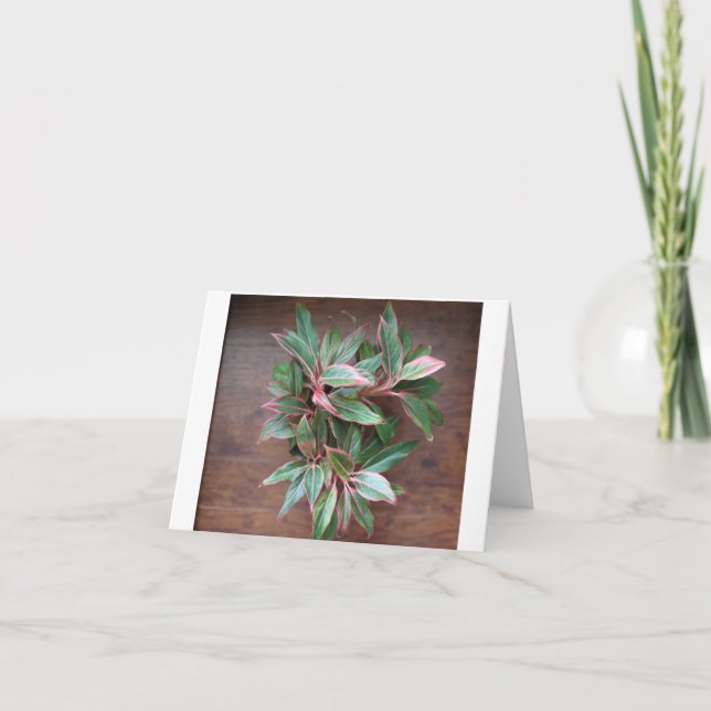 Chinese Evergreen - Blank Folded Card (Front)