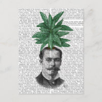 Chinese Evergreen Head Plant Head