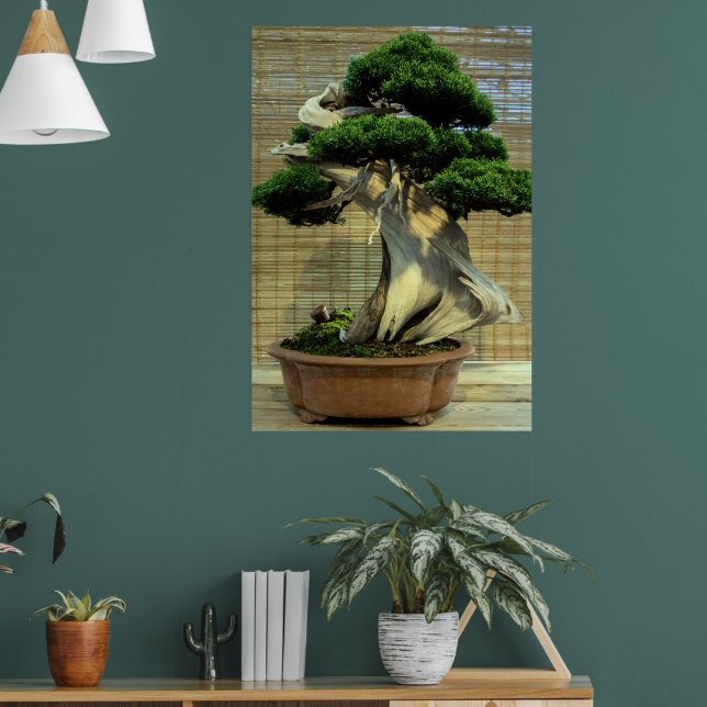Chinese Juniper Bonsai Tree Photo Poster (Living Room 1)