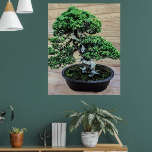 Chinese Juniper Bonsai Tree Poster