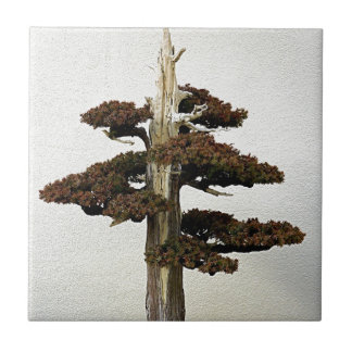 Chinese Juniper Bonsai Tree Tile
