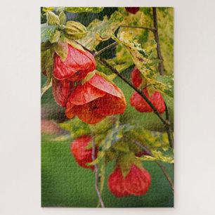 Chinese lantern abutilon plant flowers jigsaw puzzle