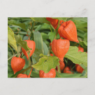 Chinese Lanterns (Physalis alkekengi) Postcard