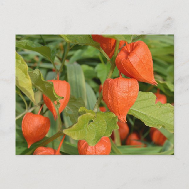 Chinese Lanterns (Physalis alkekengi) Postcard (Front)