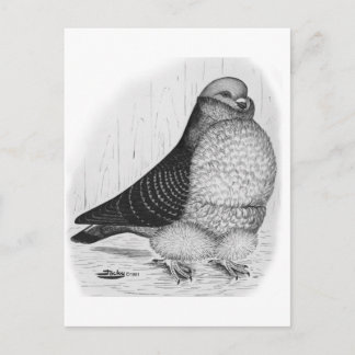 Chinese Owl Pigeon Ink Drawing Postcard