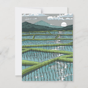 Chinese Paddy Field Postcard