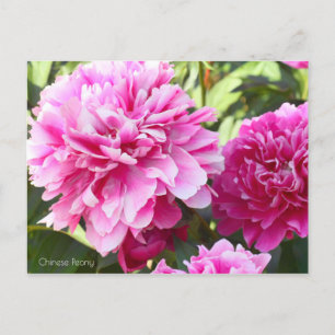 Chinese Peony [Postcard] Postcard