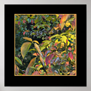 Chinese Pistachio in Fall Poster