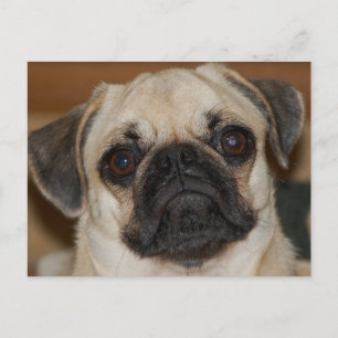 Chinese Pug Postcard