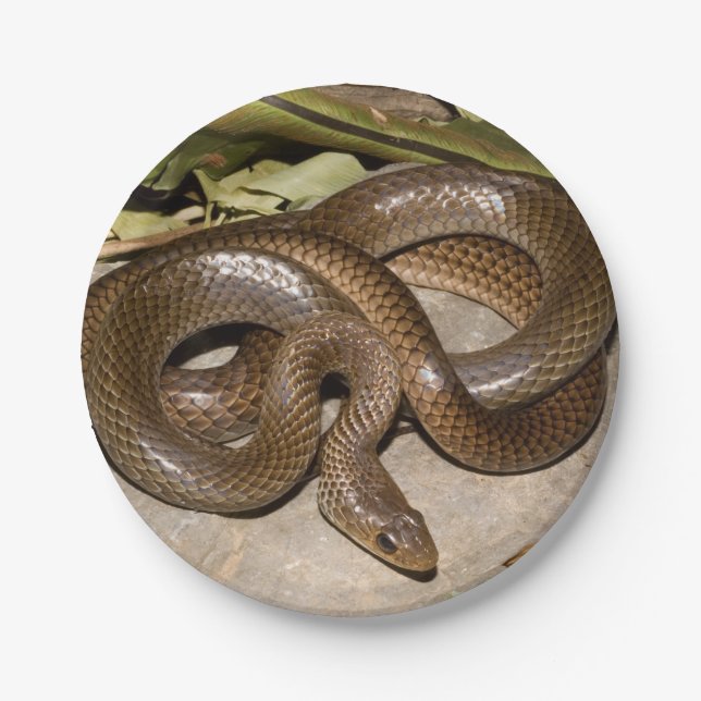 Chinese ratsnake paper plate (Front)