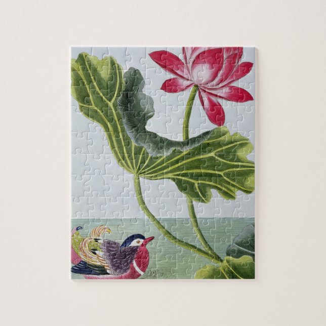 Chinese Red Water Lily, Volume I, plate 82, from ' Jigsaw Puzzle (Vertical)