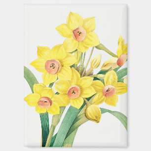 Chinese Sacred Lily, Pierre-Joseph Redouté, Magnet