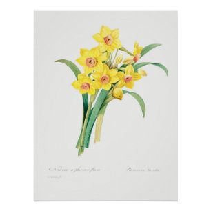 Chinese Sacred Lily, Pierre-Joseph Redouté, Poster