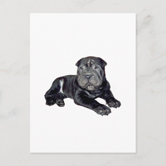 Chinese Shar Pei - black puppy Postcard (Front)