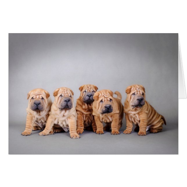 Chinese Shar pei puppies (Front Horizontal)
