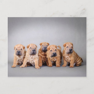 Chinese Shar pei puppies Postcard