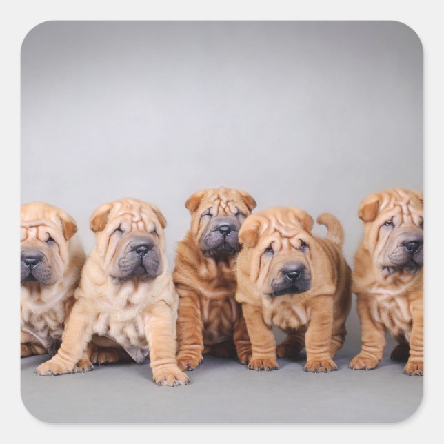Chinese Shar pei puppies Square Sticker (Front)