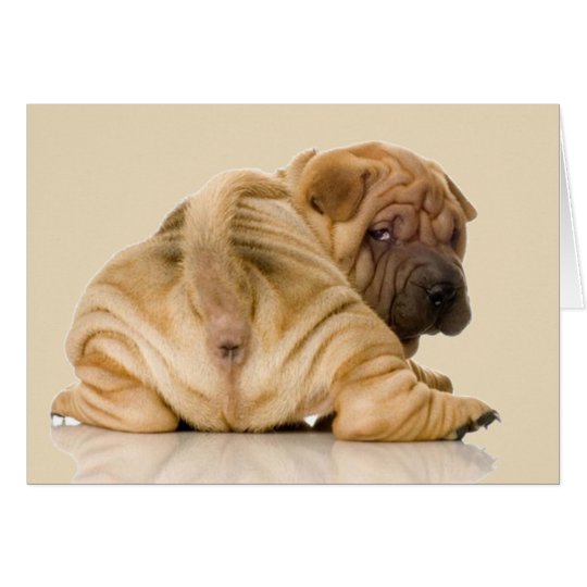 Chinese Shar Pei Puppy Dog Zazzle Co Nz