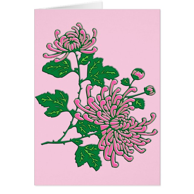 Chinese spider chrysanthemums  - soft pink (Front)