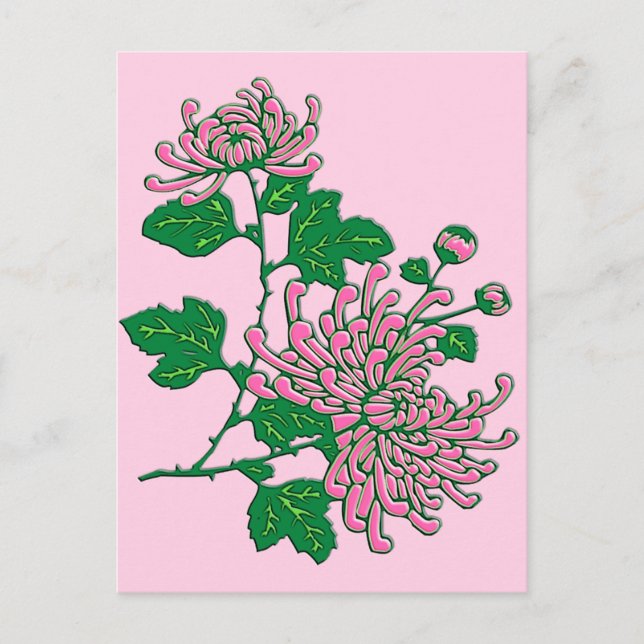 Chinese spider chrysanthemums  - soft pink postcard (Front)