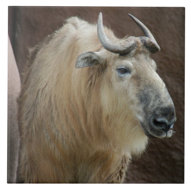chinese-takin-5 tile (Front)