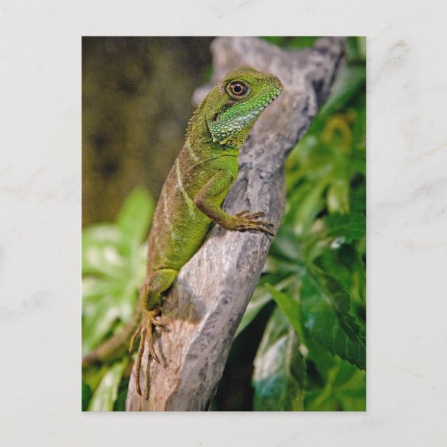 Chinese Water Dragon Postcard (Front)