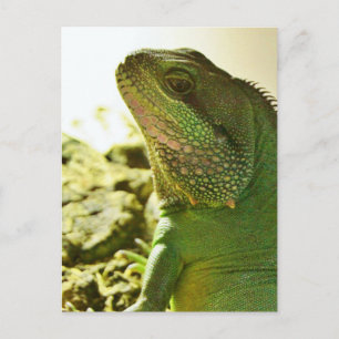 Chinese Water Dragon Postcard