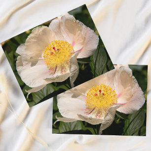 Chinese White Peony Postcard