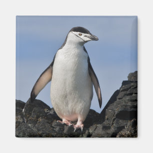 Chinnie Magnet