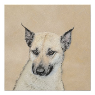 Chinook (Pointed Ears) Painting - Original Dog Art Poster