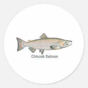 Chinook Salmon (titled) Classic Round Sticker